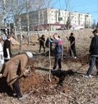 У будущей Аллеи Героев на Привольске посадили березы